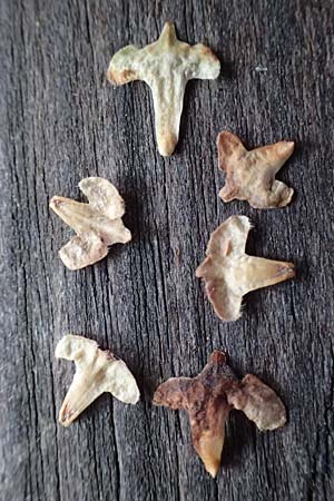 Betula pendula \ Gewhnliche Birke, Hnge-Birke / Silver Birch, D Wachenheim 4.8.2024