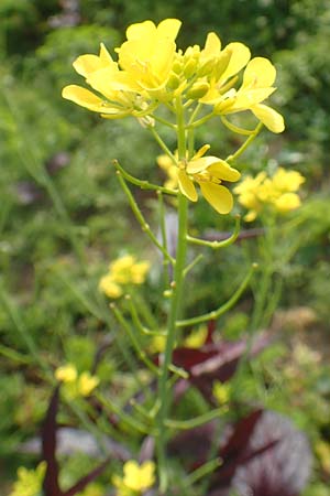 Brassica juncea \ Ruten-Kohl, Brauner Senf / Brown Mustard, Mustard Green, D Karlsruhe 3.10.2015