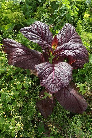 Brassica juncea \ Ruten-Kohl, Brauner Senf / Brown Mustard, Mustard Green, D Karlsruhe 3.10.2015