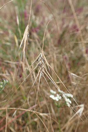 Bromus japonicus \ Japanische Trespe / Japanese Brome, D Grünstadt-Asselheim 16.6.2018