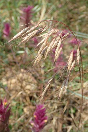 Bromus japonicus \ Japanische Trespe / Japanese Brome, D Grünstadt-Asselheim 16.6.2018