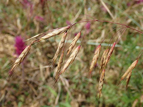 Bromus japonicus \ Japanische Trespe / Japanese Brome, D Grünstadt-Asselheim 16.6.2018