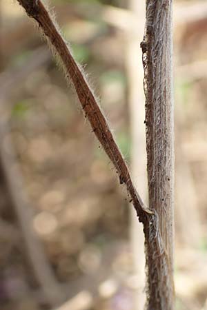 Bromus japonicus \ Japanische Trespe / Japanese Brome, D Grünstadt-Asselheim 16.6.2018