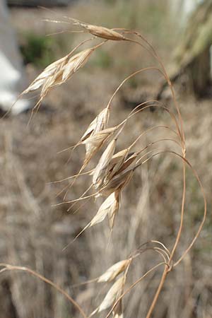 Bromus japonicus \ Japanische Trespe / Japanese Brome, D Mannheim 15.9.2019