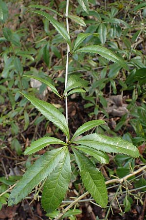 Berberis julianae \ Gro�bl�ttrige Berberitze, Julianes Berberitze / Juliane's Barberry, D Alsbach 12.2.2022