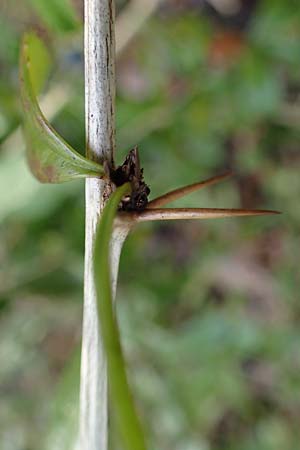 Berberis julianae \ Gro�bl�ttrige Berberitze, Julianes Berberitze / Juliane's Barberry, D Alsbach 12.2.2022
