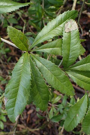 Berberis julianae \ Gro�bl�ttrige Berberitze, Julianes Berberitze / Juliane's Barberry, D Alsbach 12.2.2022