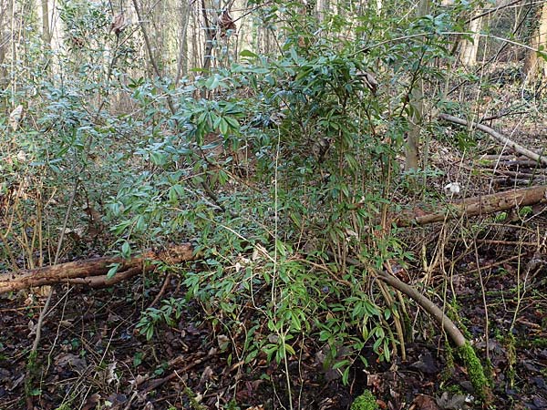 Berberis julianae \ Gro�bl�ttrige Berberitze, Julianes Berberitze / Juliane's Barberry, D Alsbach 12.2.2022