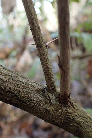 Berberis julianae \ Gro�bl�ttrige Berberitze, Julianes Berberitze / Juliane's Barberry, D Alsbach 12.2.2022