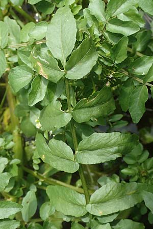 Nasturtium officinale \ Echte Brunnenkresse / Water Cress, D Großwallstadt am Main 25.6.2016