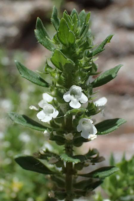 Satureja hortensis \ Garten-Bohnenkraut / Summer Savory, D Bad D&uuml;rkheim 25.5.2026