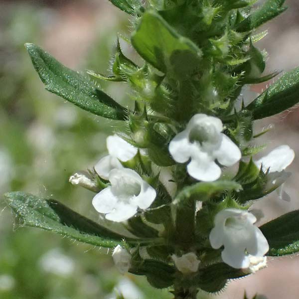 Satureja hortensis \ Garten-Bohnenkraut / Summer Savory, D Bad D&uuml;rkheim 25.5.2026