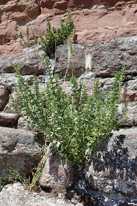 Satureja hortensis \ Garten-Bohnenkraut / Summer Savory, D Bad D&uuml;rkheim 25.5.2026