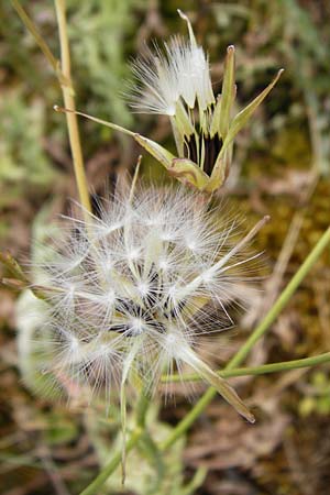 Lactuca perennis \ Blauer Lattich / Blue Lettuce, D Bad Münster am Stein - Niederhausen 6.6.2015