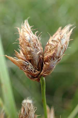 Bolboschoenus laticarpus \ Breitfrchtige Strandsimse / Broadseed Club-Rush, D Neulußheim 7.7.2018