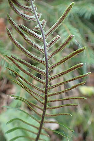 Blechnum spicant \ Gewhnlicher Rippenfarn / Hard Fern, D Neckarsteinach 9.11.2018