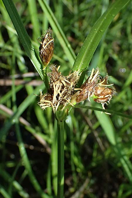 Bolboschoenus planiculmis \ Platthalm-Knollenbinse, D Mannheim 5.6.2026