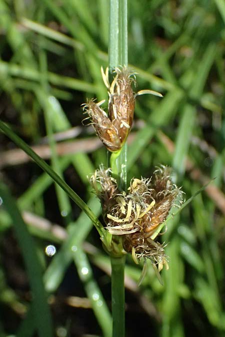Bolboschoenus planiculmis \ Platthalm-Knollenbinse, D Mannheim 5.6.2026