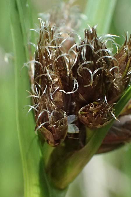 Bolboschoenus planiculmis \ Platthalm-Knollenbinse, D Mannheim 5.6.2026
