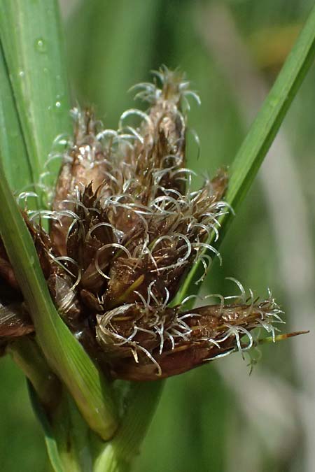 Bolboschoenus planiculmis \ Platthalm-Knollenbinse, D Mannheim 5.6.2026