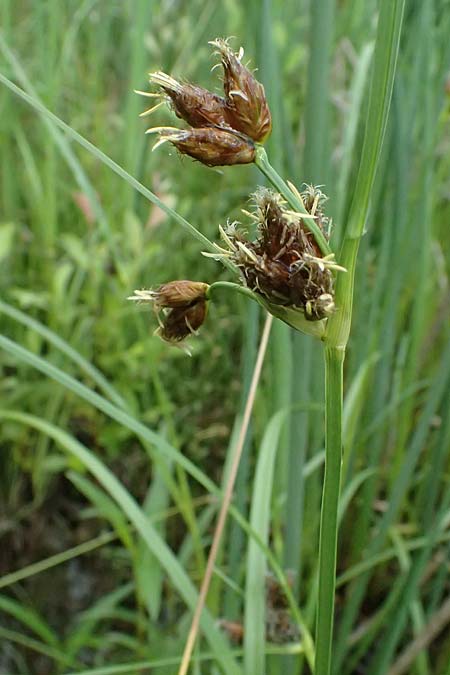 Bolboschoenus planiculmis \ Platthalm-Knollenbinse, D Mannheim 5.6.2026