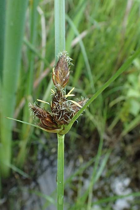 Bolboschoenus planiculmis \ Platthalm-Knollenbinse, D Mannheim 5.6.2026