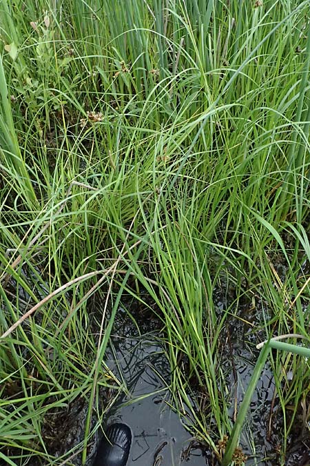 Bolboschoenus planiculmis \ Platthalm-Knollenbinse, D Mannheim 5.6.2026