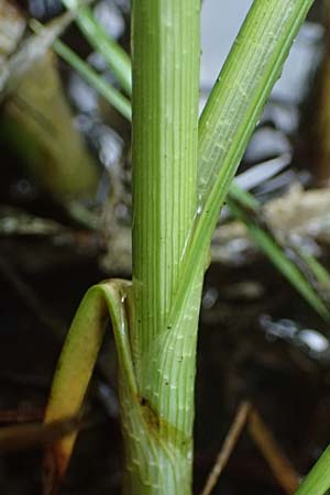 Bolboschoenus planiculmis \ Platthalm-Knollenbinse, D Mannheim 5.6.2026