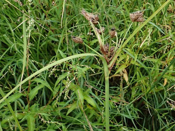 Bolboschoenus laticarpus \ Breitfr�chtige Strandsimse / Broadseed Club-Rush, D Dortmund 1.9.2026