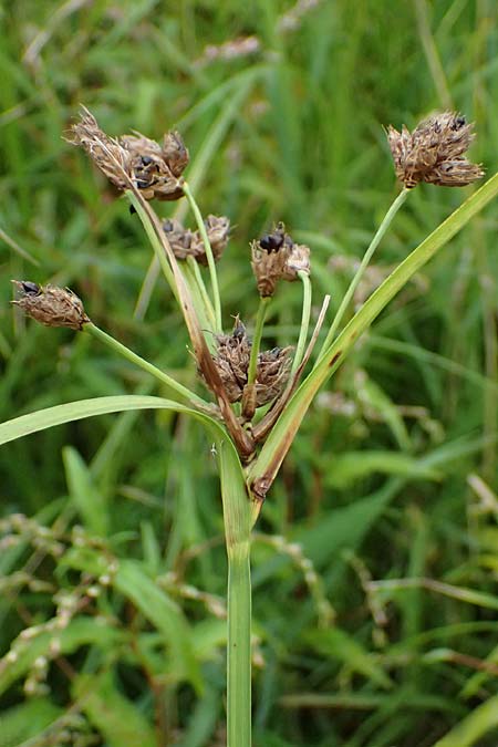 Bolboschoenus laticarpus \ Breitfr�chtige Strandsimse / Broadseed Club-Rush, D Dortmund 1.9.2026