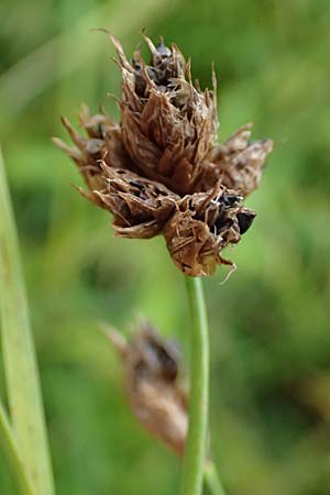 Bolboschoenus laticarpus \ Breitfr�chtige Strandsimse / Broadseed Club-Rush, D Dortmund 1.9.2026