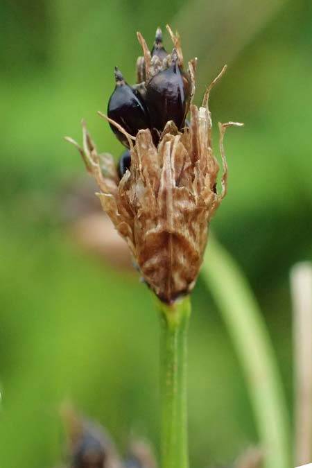 Bolboschoenus laticarpus \ Breitfr�chtige Strandsimse / Broadseed Club-Rush, D Dortmund 1.9.2026
