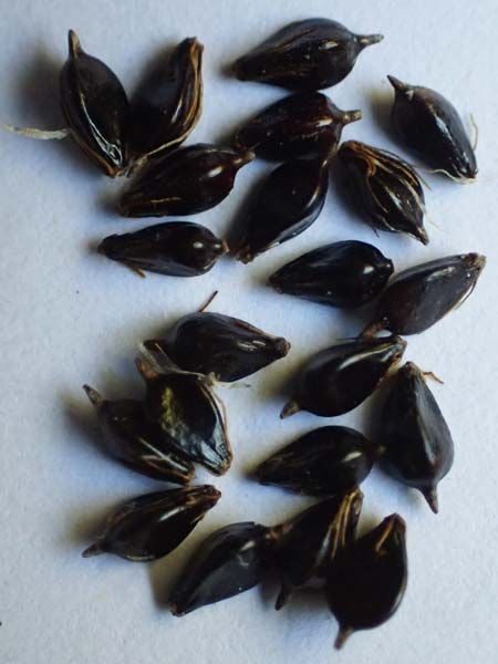 Bolboschoenus laticarpus \ Breitfr�chtige Strandsimse / Broadseed Club-Rush, D Dortmund 8.9.2026