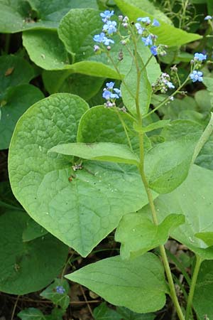 Brunnera macrophylla \ Groblttriges Kaukasus-Vergissmeinnicht / Siberian Bugloss, False Forget-me-not, D Pforzheim 29.4.2017
