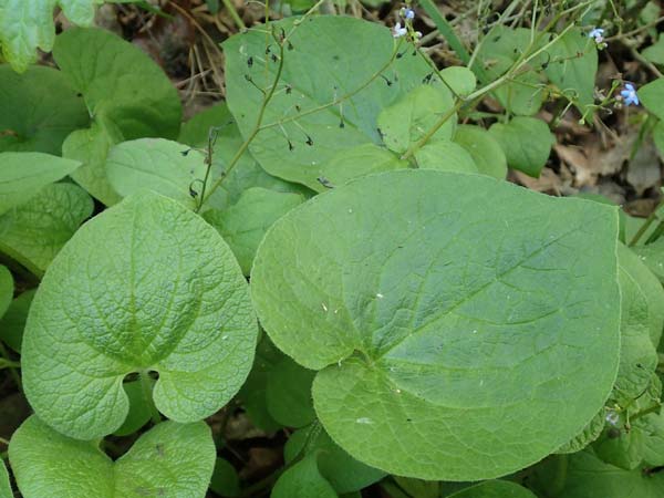 Brunnera macrophylla \ Groblttriges Kaukasus-Vergissmeinnicht / Siberian Bugloss, False Forget-me-not, D Pforzheim 29.4.2017