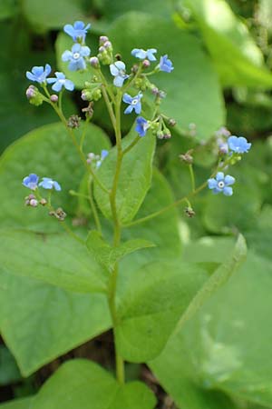 Brunnera macrophylla \ Groblttriges Kaukasus-Vergissmeinnicht / Siberian Bugloss, False Forget-me-not, D Pforzheim 29.4.2017