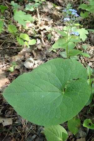 Brunnera macrophylla \ Groblttriges Kaukasus-Vergissmeinnicht / Siberian Bugloss, False Forget-me-not, D Pforzheim 29.4.2017