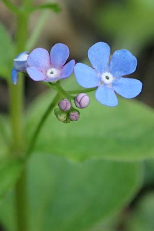Brunnera macrophylla \ Groblttriges Kaukasus-Vergissmeinnicht / Siberian Bugloss, False Forget-me-not, D Pforzheim 29.4.2017
