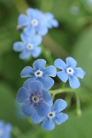 Brunnera macrophylla \ Groblttriges Kaukasus-Vergissmeinnicht / Siberian Bugloss, False Forget-me-not, D Stuttgart-Gaisburg 24.4.2018