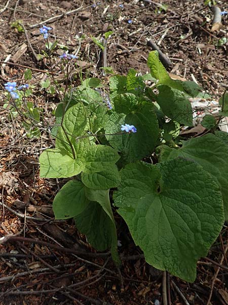Brunnera macrophylla \ Groblttriges Kaukasus-Vergissmeinnicht / Siberian Bugloss, False Forget-me-not, D Heidelberg 3.5.2020