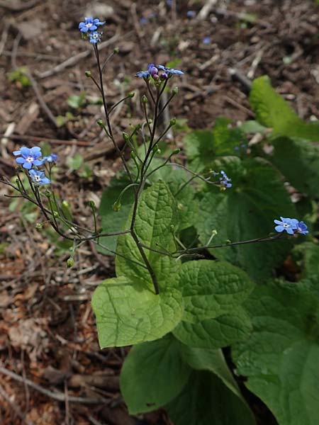 Brunnera macrophylla \ Groblttriges Kaukasus-Vergissmeinnicht / Siberian Bugloss, False Forget-me-not, D Heidelberg 3.5.2020