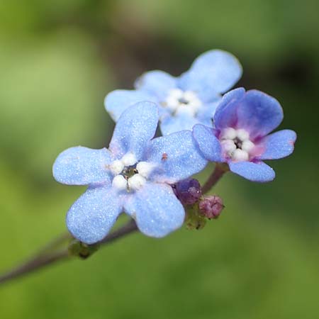 Brunnera macrophylla \ Groblttriges Kaukasus-Vergissmeinnicht / Siberian Bugloss, False Forget-me-not, D Heidelberg 3.5.2020