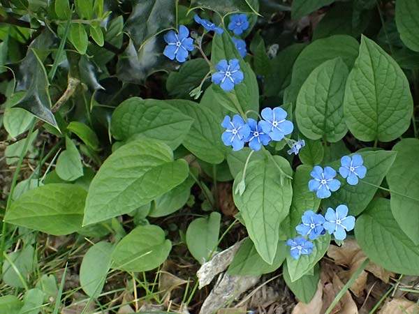 Brunnera macrophylla \ Groblttriges Kaukasus-Vergissmeinnicht / Siberian Bugloss, False Forget-me-not, D Ratingen 10.4.2025