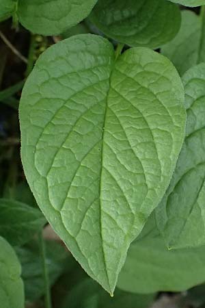 Brunnera macrophylla \ Groblttriges Kaukasus-Vergissmeinnicht / Siberian Bugloss, False Forget-me-not, D Ratingen 10.4.2025