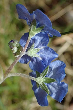 Brunnera macrophylla \ Groblttriges Kaukasus-Vergissmeinnicht / Siberian Bugloss, False Forget-me-not, D Ratingen 10.4.2025