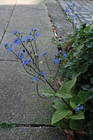 Brunnera macrophylla \ Groblttriges Kaukasus-Vergissmeinnicht / Siberian Bugloss, False Forget-me-not, D Ratingen 10.4.2025