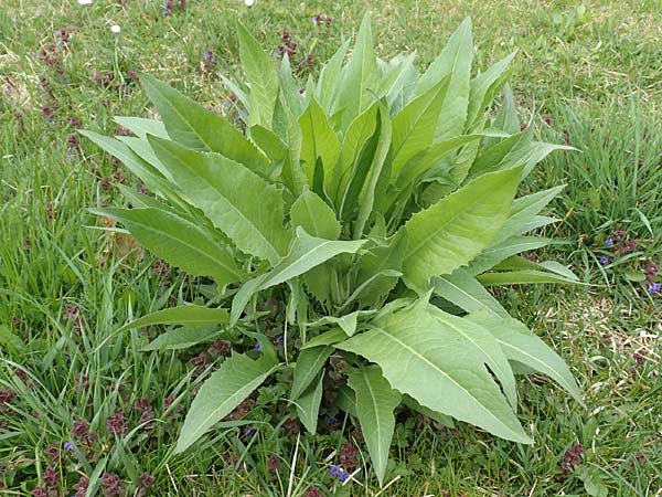 Bunias orientalis \ Orientalisches Zackenschtchen / Warty Cabbage, D Taunusstein 8.4.2017