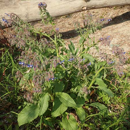 Borago officinalis \ Boretsch / Borago, D Pfalz, Speyer 19.10.2018