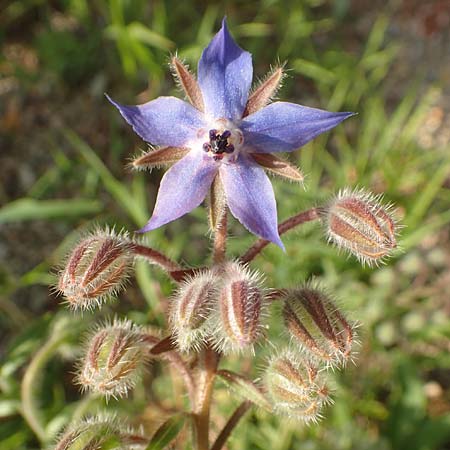 Borago officinalis \ Boretsch / Borago, D Pfalz, Speyer 19.10.2018
