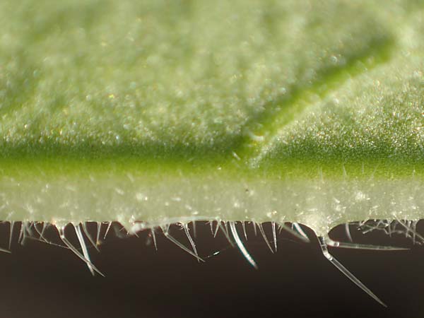 Borago officinalis \ Boretsch / Borago, D Pfalz, Speyer 19.10.2018
